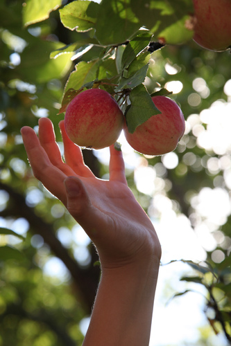 Käsi kurottaa kahteen omenaan puussa.