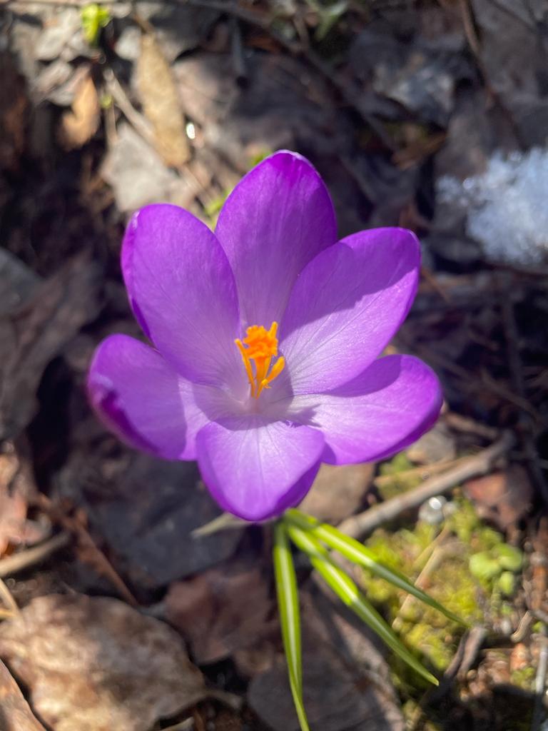 krokus